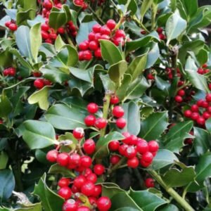 Ilex Ostrokrzew foglia verde