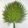 chamaerops
