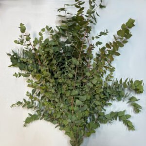 Cinerea autunno naturale