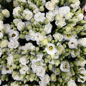 Eustoma bianco