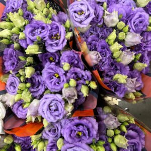 Eustoma lawenda