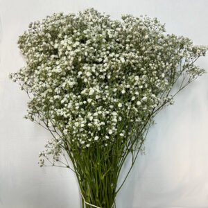 Gypsophila bianca