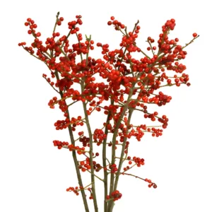 Ilex owocami rosso - medio