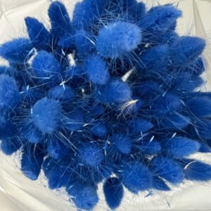 Lagurus blue (Copia)