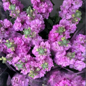 Lewkonia lavanda