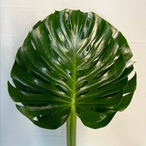 Monstera media