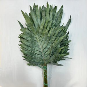 Phlebodium corto