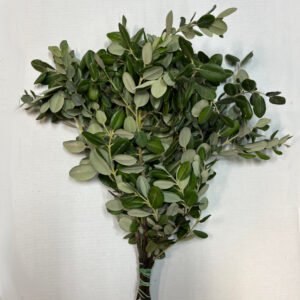 Pittosporum ralphii