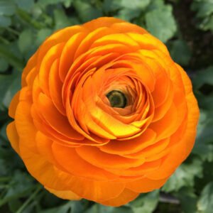 Ranunkulus klon arancio