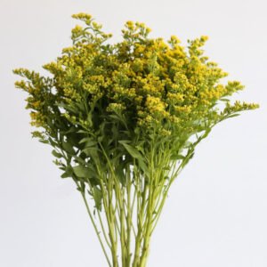 Solidago corto