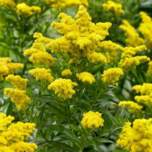 Solidago lungo