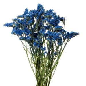 Zatrwian sinuatum blue