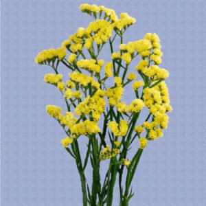 Zatrwian sinuatum giallo
