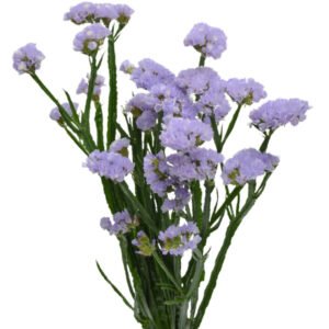 Zatrwiam sinuatum lavanda