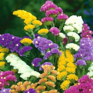 Zatrwian sinuatum mix
