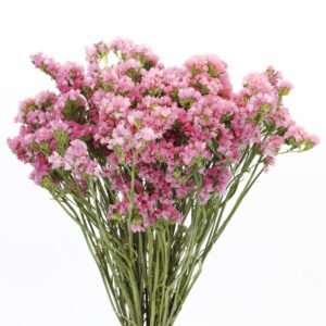 Zatrwian sinuatum rosa chiaro