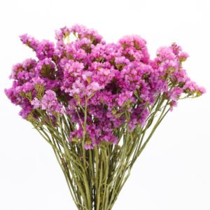 Zatrwian sinuatum rosa scuro